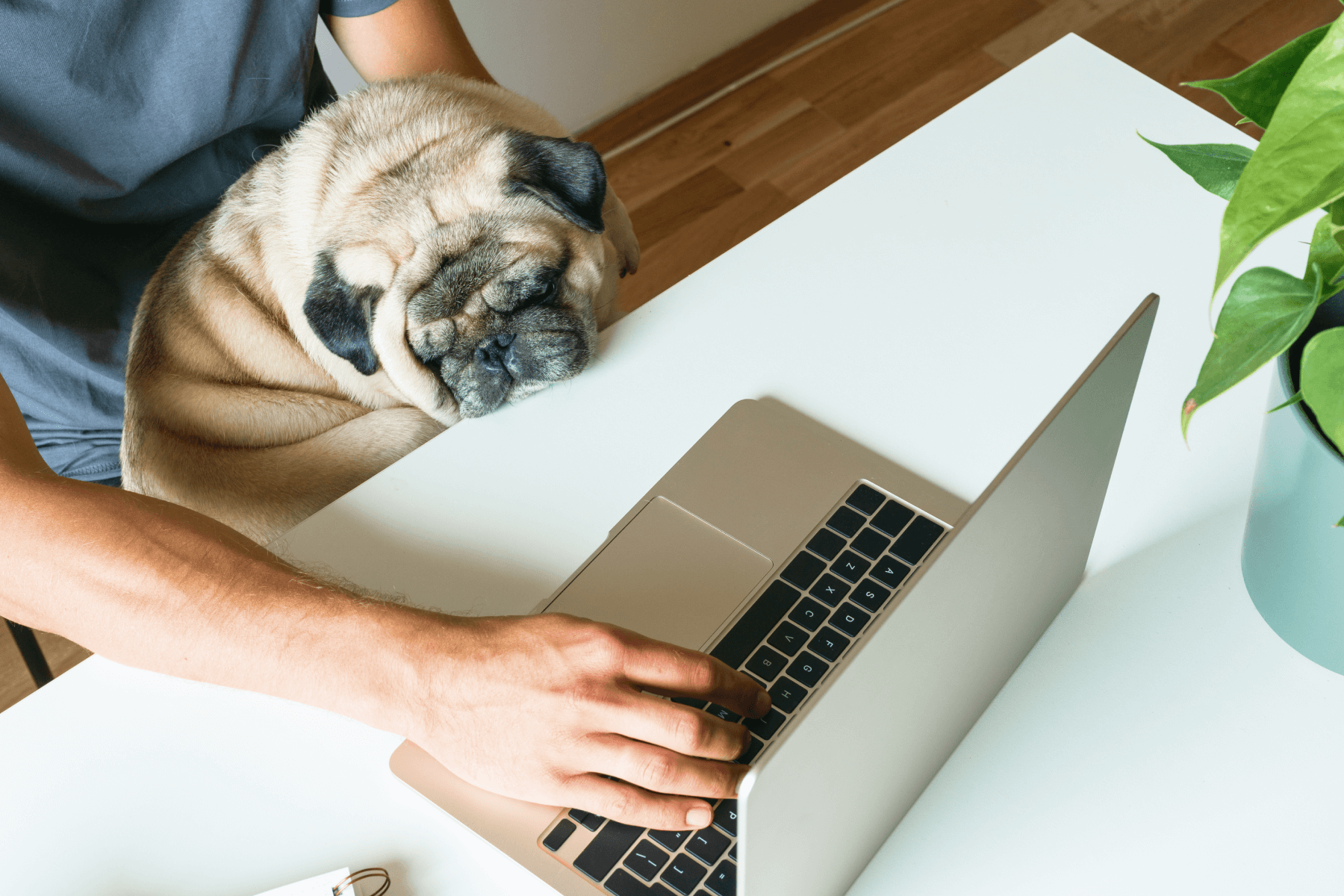 A person sitting at a desk working on a laptop with a pug in their lap.