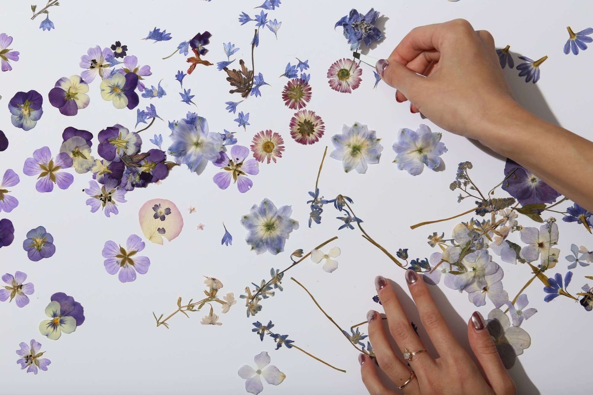 Pressed flowers tutorial