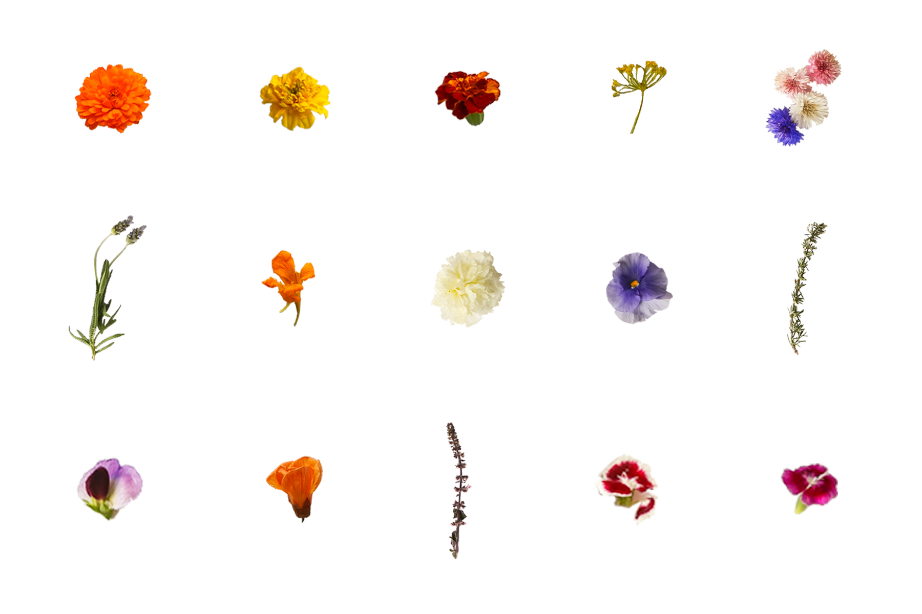 Edible Flower Guide - Proven Beauty